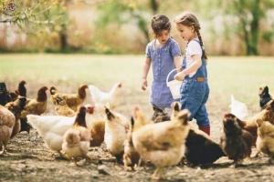 Належне харчування курей Належне харчування курей